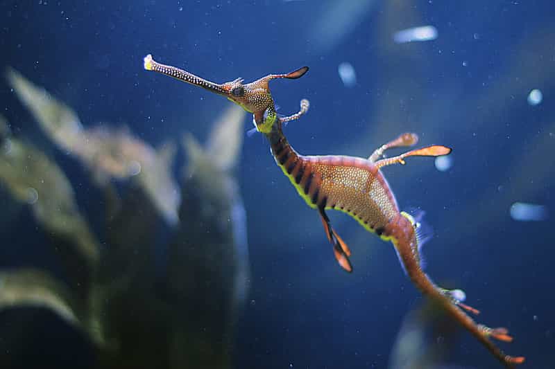 Il existe une cinquantaine d'espèces d'hippocampes dans le monde. Ces poissons osseux mesurent entre 2 et 15 cm, et peuvent vivre jusqu’à sept ans. © VincentRousseau54, Flickr, cc by nc nd 2.0