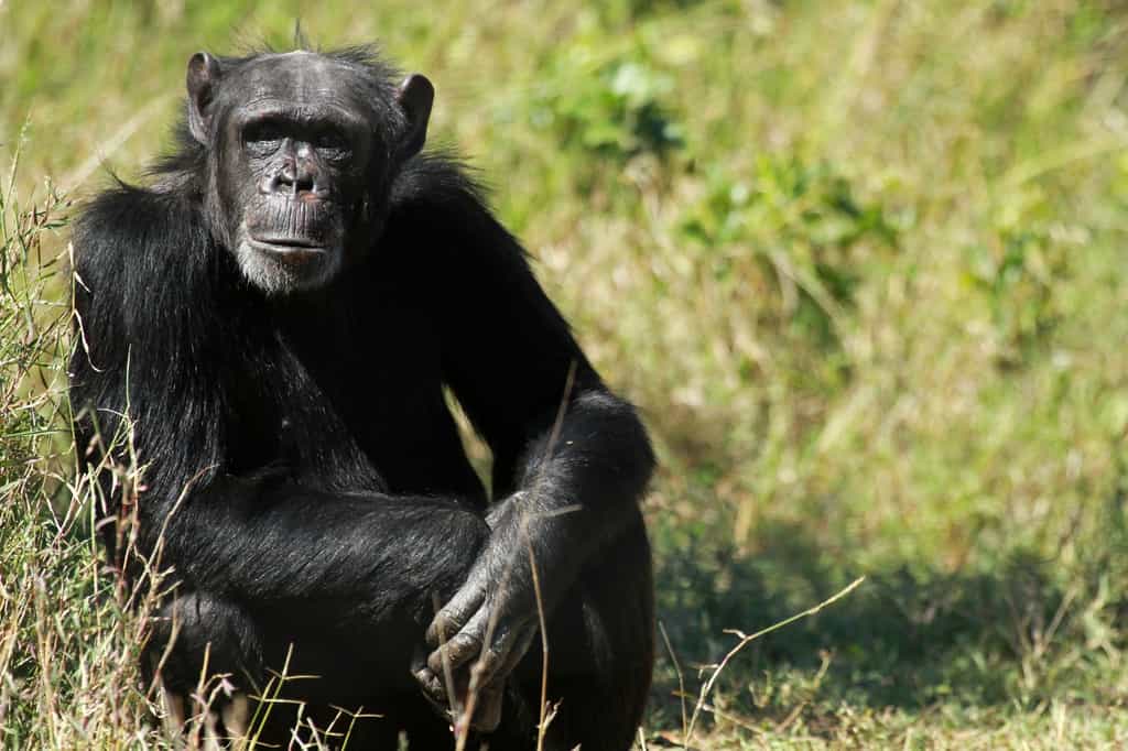 Hominines et panines (autrement dit les Hommes, les chimpanzés et les bonobos) sont membres de la sous-famille des homininés. Ils partagent 98,7 % de leur ADN. © bayazed, Fotolia