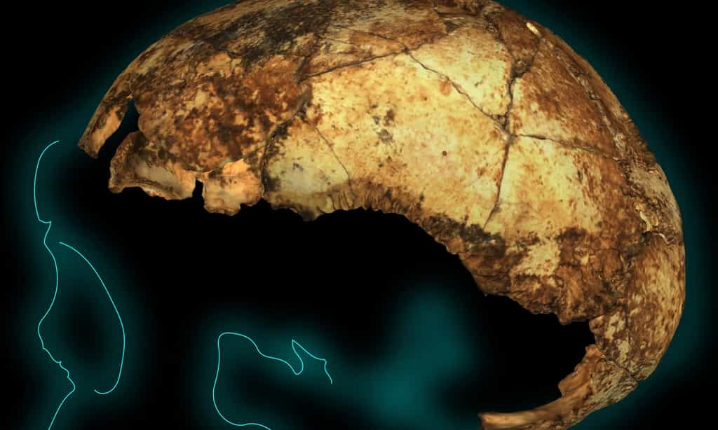 Ce crâne d'Homo erectus est âgé de 2 millions d'années, un record à ce jour. © Matthew V. Caruana