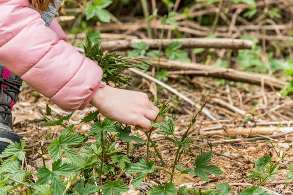 Les jeunes pousses de houblon sauvage ont une valeur exceptionnelle aux yeux des chefs étoilés et des amateurs de gastronomie fine. © HMVart, iStock