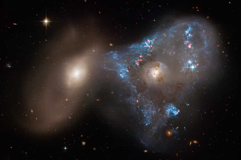 Ce duo de galaxies en interaction est collectivement appelé Arp 143. La paire contient la galaxie spirale déformée à formation d'étoiles NGC 2445, à droite, ainsi que son compagnon moins flashy, NGC 2444, à gauche. © Nasa, ESA, STScI, Julianne Dalcanton (Center for Computational Astrophysics / Flatiron Inst. and University of Washington); Image Processing : Joseph DePasquale (STScI)