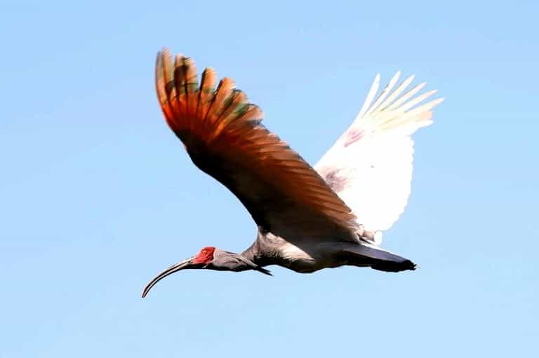 Un ibis nippon vole après avoir été relâché dans les marais d'Upo à 350 km au sud-est de Séoul le 22 mai 2019. © Yonhap - AFP