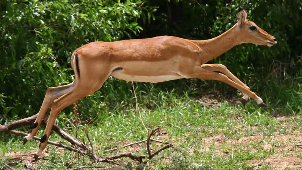 Photo d'impala en plein saut