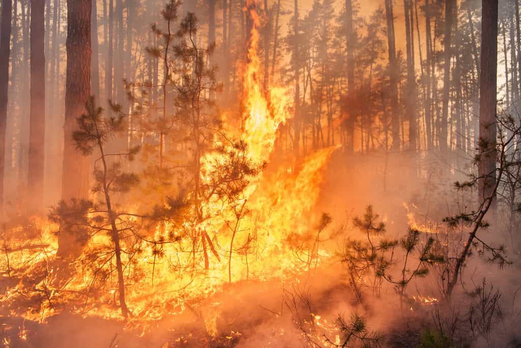 Plus de 20 000 hectares de forêt ont brûlé cet été en Gironde et dans les Landes. © gilitukha, Adobe Stock
