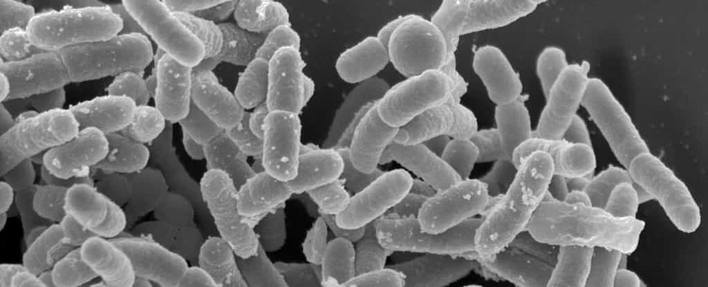 Yersinia pestis, le bacille responsable de la peste bubonique et pulmonaire. © Institut Pasteur