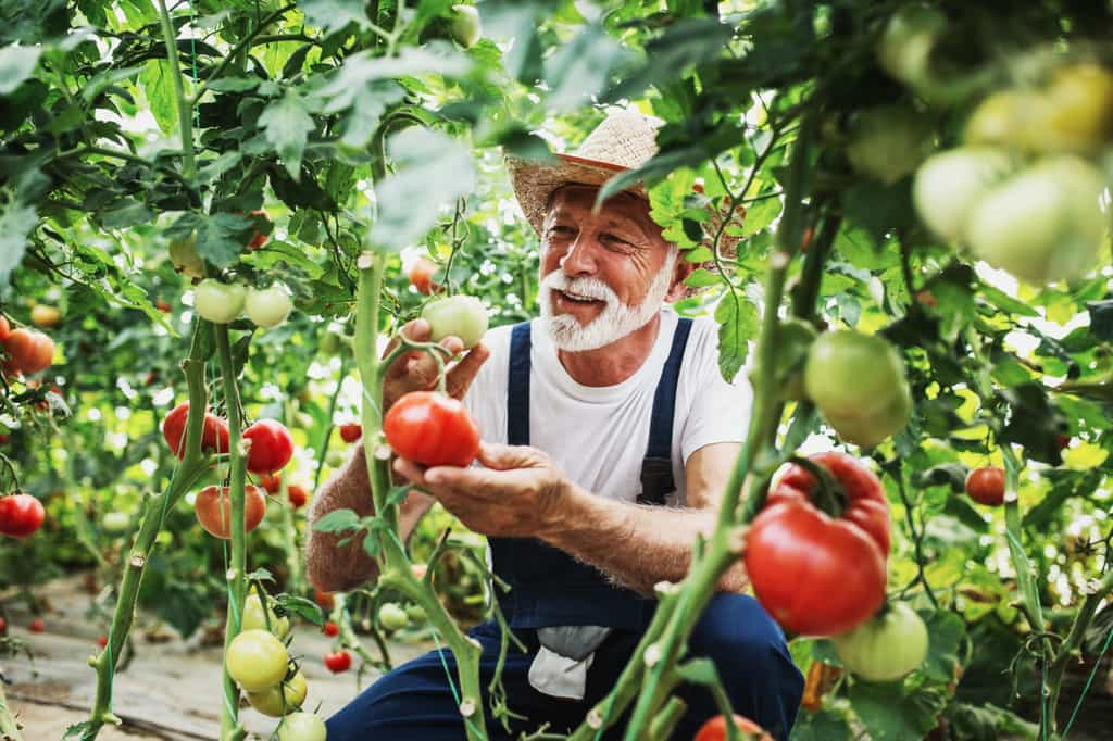 Quelques astuces pour maximiser vos récoltes dès maintenant avec ces simples étapes simples à suivre en fin d’été. © iStock