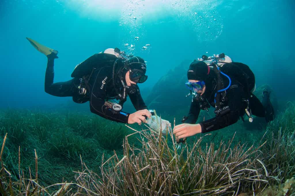 Les scientifiques allemands en train de prélever des planctomycètes sur de la posidonie en mer Méditerranée. © Christian Jogler