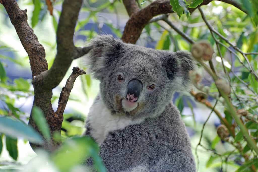 Le koala est un marsupial endémique de l'Australie, particulièrement vulnérable à la réduction de son habitat (les forêts d'eucalyptus), aux maladies et aux températures extrêmes. © CC0