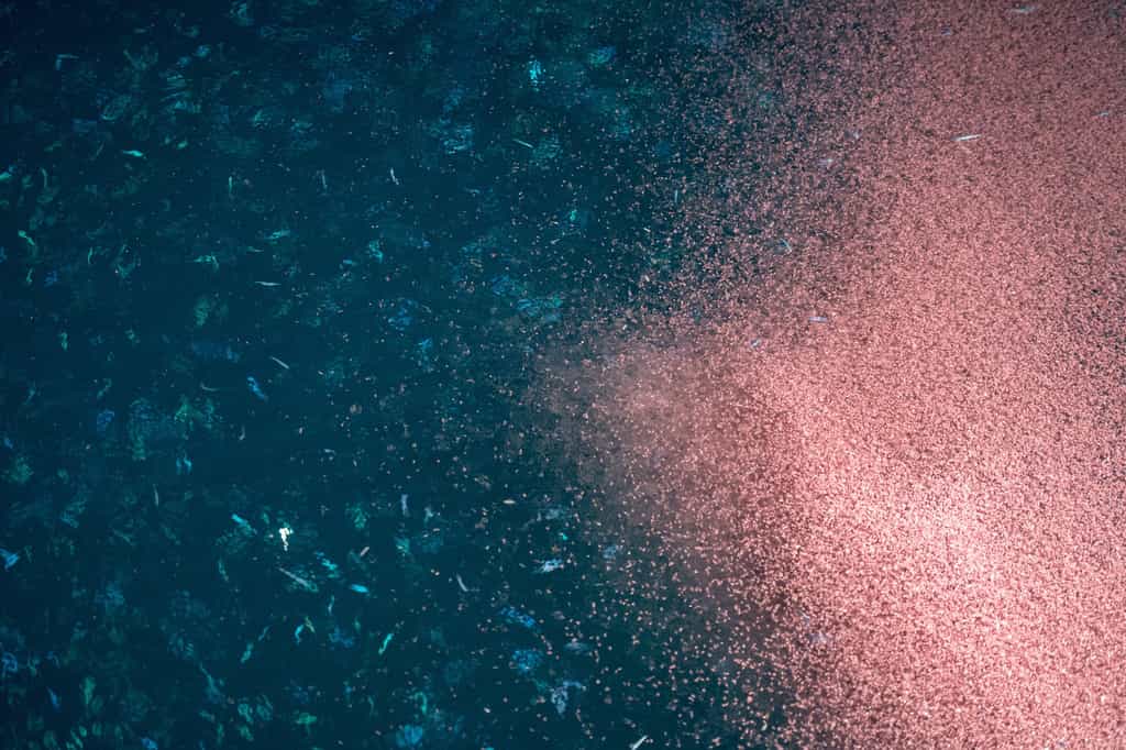 Le déplacement de millions d’invertébrés du zooplancton crée des turbulences qui provoquent des mouvements non négligeables. © Andrea Izzotti, Fotolia