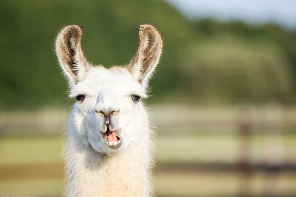 Les lamas possèdent des anticorps particuliers qui pourraient servir comme traitement pour la Covid-19. © Ines Meier, Adobe Stock
