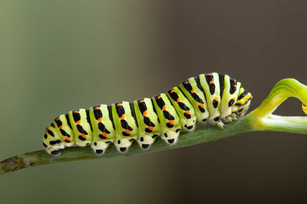 La chenille est une larve de papillon. © Chepko Danil, Fotolia