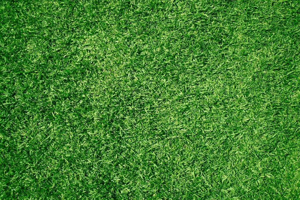 Les pelouses synthétiques transforment leur environnement en un désert stérile. © DaModernDaVinci, Pixabay
