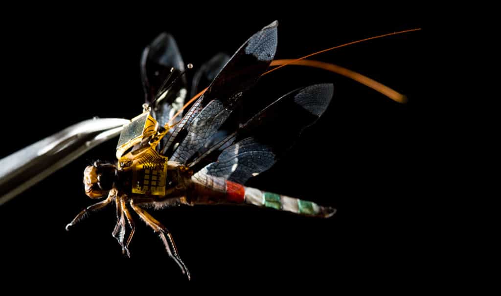 Le dispositif de stimulation optogénétique développé pour contrôler le vol d’une libellule est alimenté par des cellules photovoltaïques. © Charles Stark Draper Laboratory