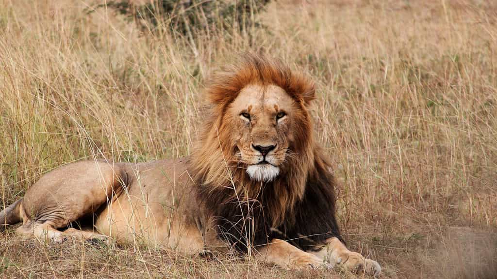 Le lion, un animal royal