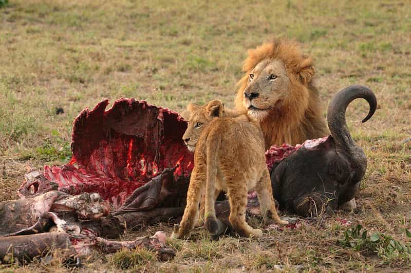 Les lions sont des prédateurs et se nourrissent de la viande des animaux qu’ils ont chassés. Ce sont donc des organismes hétérotrophes, comme tous les autres animaux, y compris l’Homme. © Luca Galuzzi, Wikipédia, CC by-sa 2.5