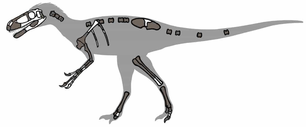 Eotyrannus, un ancêtre du tyranosaure