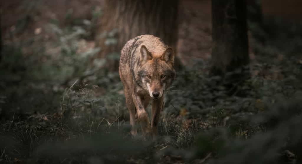 Le loup est victime, à tort, d’une image négative constamment relayée dans les médias, au détriment de sa conservation. © Dennis, Adobe Stock