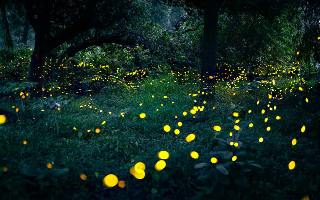 Lucioles : découvrez le magique « spectacle des lumières » des Smoky Mountains