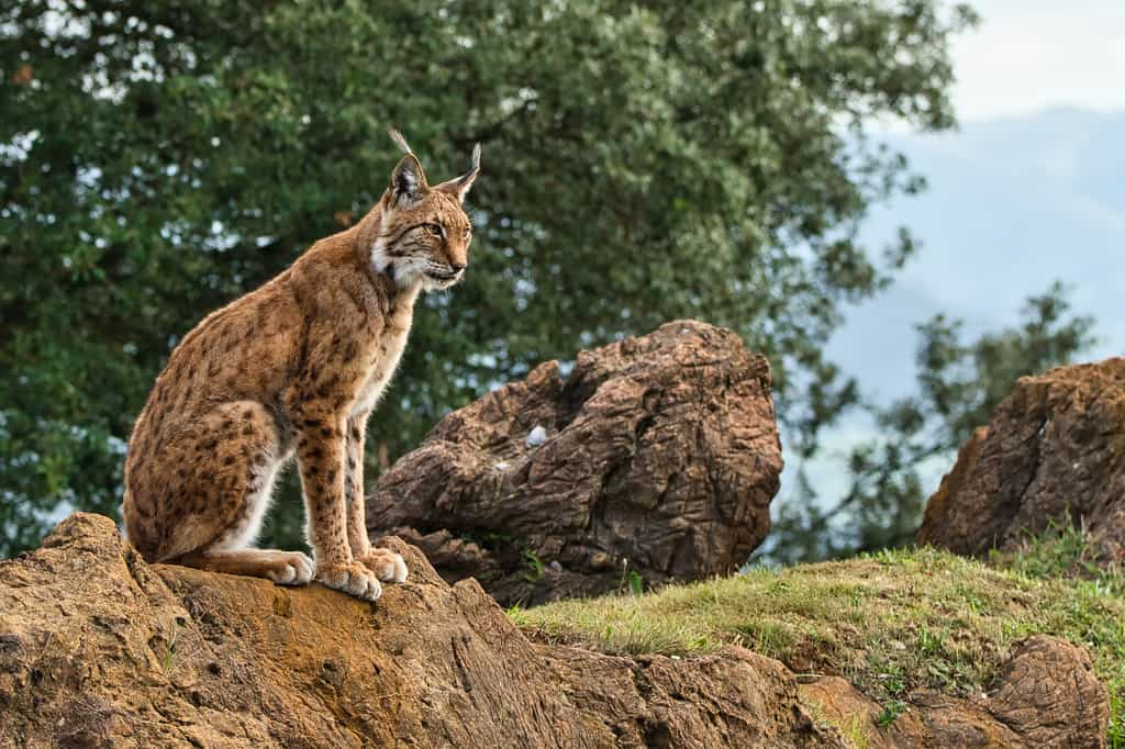 Le lynx a un cœur trop petit pour le marathon !