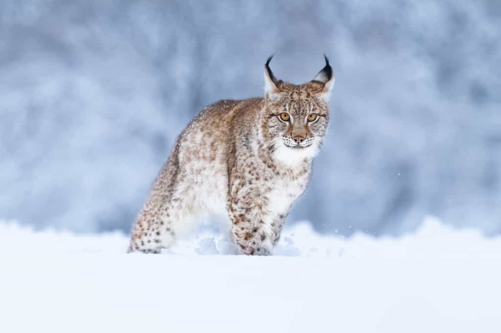 La croyance selon laquelle le lynx a une excellente vue repose sur le mythe de Lyncée, figure de la mythologie grecque. © janstria, Adobe Stock