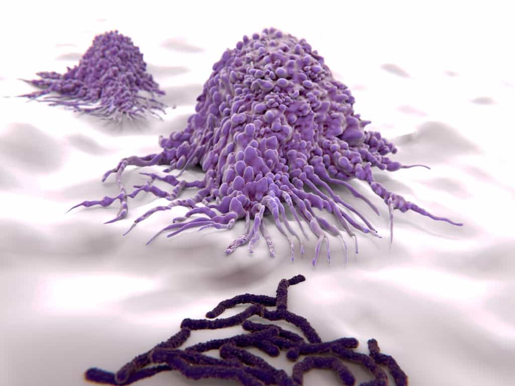 Le macrophage est une cellule qui réalise la phagocytose. © Juan Gärtner, Fotolia