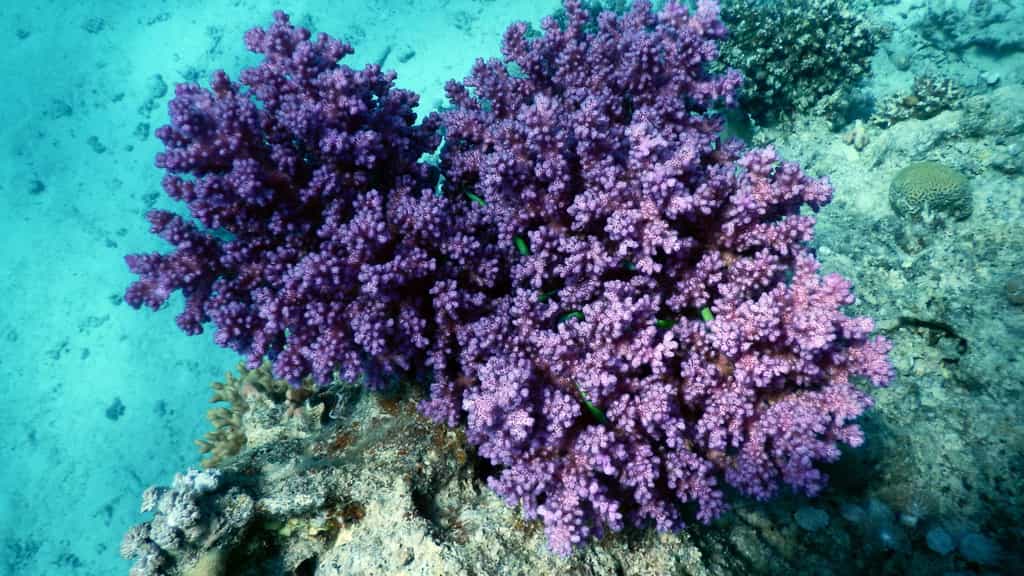 Les madrépores sont des cnidaires marins qui forment les coraux. © aarnhold, Fotolia