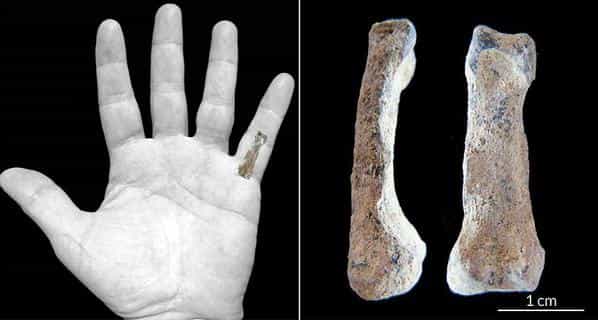 Le reste fossilisé trouvé en Tanzanie évoque irrésistiblement une phalange de main moderne mais il est daté d'environ 1,84 million d'années. Il pourrait avoir appartenu à un ancêtre d'Homo erectus encore inconnu. Il faudrait d'autres phalanges similaires, associées par exemple à des dents, pour identifier l'espèce. © Jason Heaton, M. Domínguez-Rodrigo
