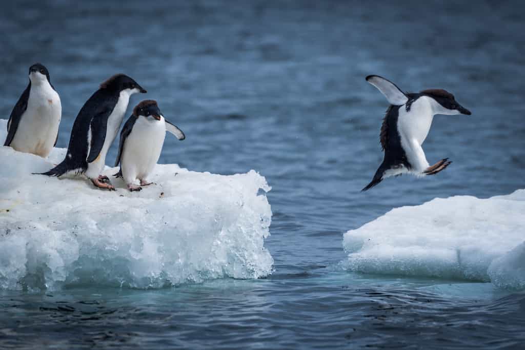 Les manchots, contrairement aux pingouins, vivent dans l'hémisphère Sud. En Antarctique, par exemple. Ici, des manchots Adélie (Pygoscelis adeliae). @ Nick Dale, Adobe Stock