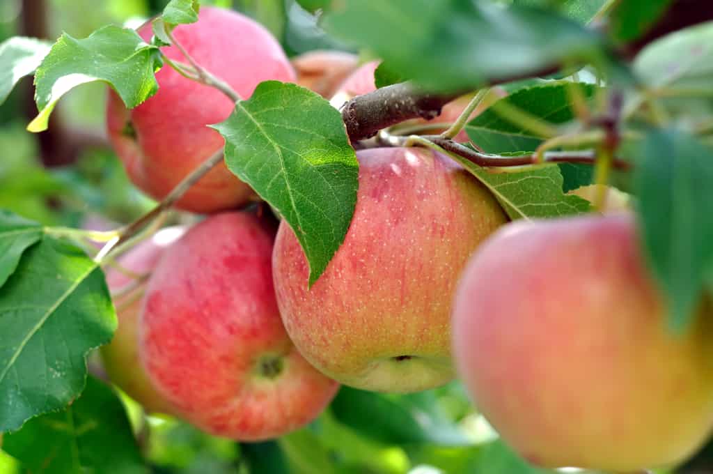 Les pommes seraient bénéfiques pour la santé et pour la ligne ! © beerfan, Adobe Stock