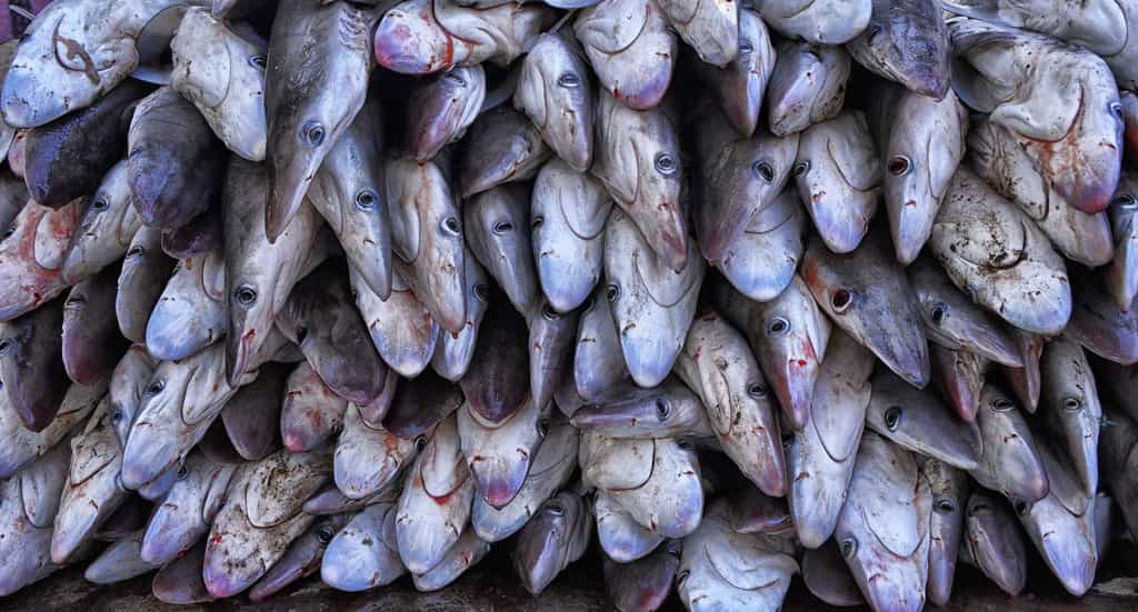 Cette photographie a été prise au Yémen, donc dans un pays bordant la mer Rouge, dans un marché aux poissons. Oui, il s’agit bien de requins morts. © Rod Waddington, Flickr, cc by sa 2.0