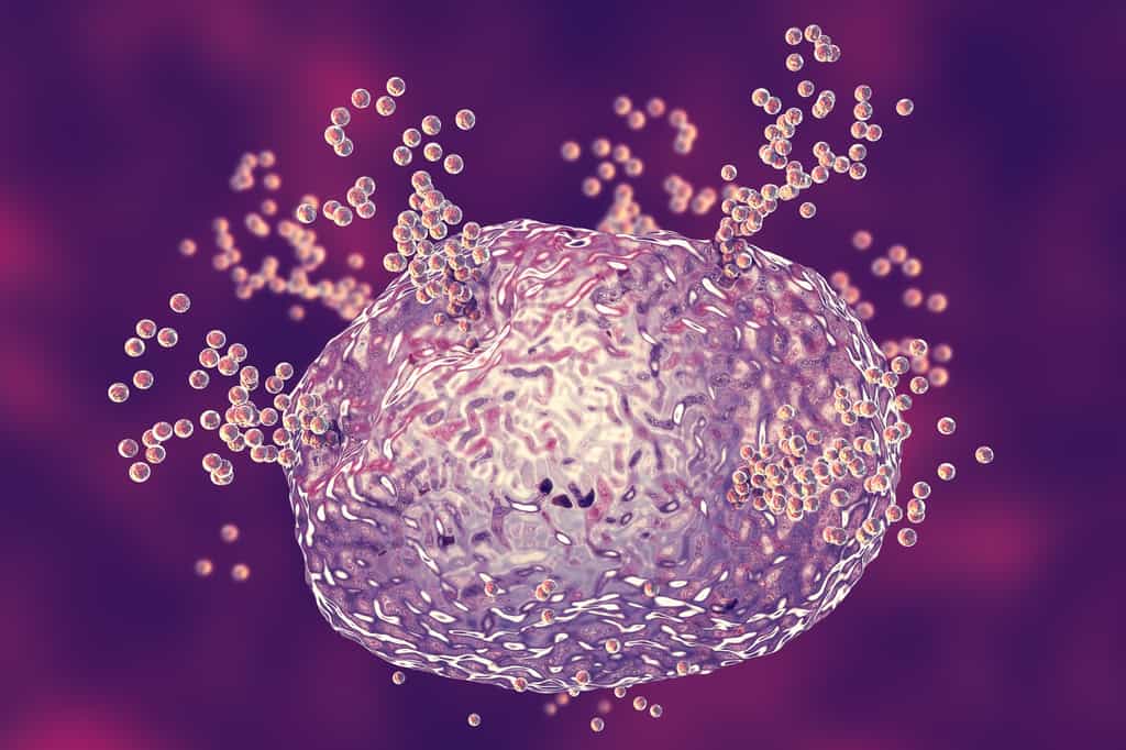 Lors d’une réaction allergique, les mastocytes libèrent leurs granules d’histamine. © Kateryna_Kon, Fotolia