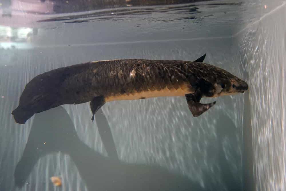 Mathusalem, un dipneuste d'1,2 mètre de long et de 18 kilos, est probablement le poisson d'aquarium le plus vieux du monde. © AP Photo, Jeff Chiu