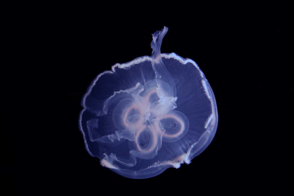 Une méduse (Aurelia aurita) en pleine nage. © Tina Meketa