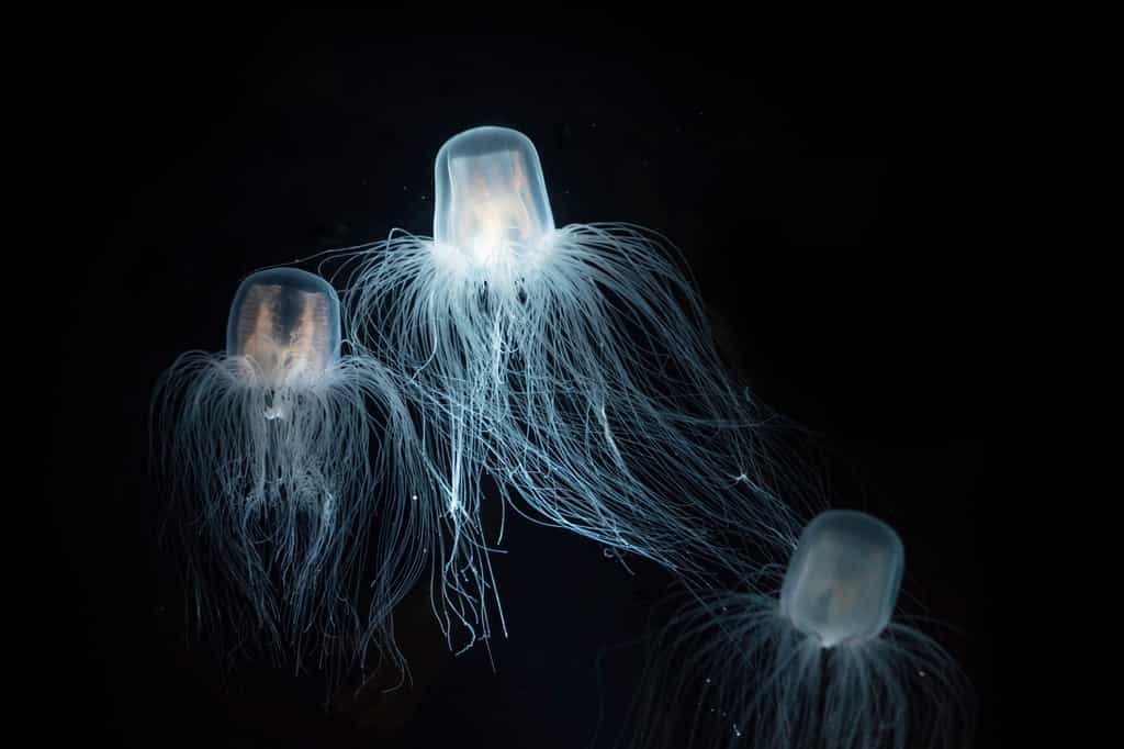 La méduse&nbsp;Turritopsis dohrnii ne connait pas le vieillissement.&nbsp;Photo d'illustration. © Duangkamon, Adobe Stock