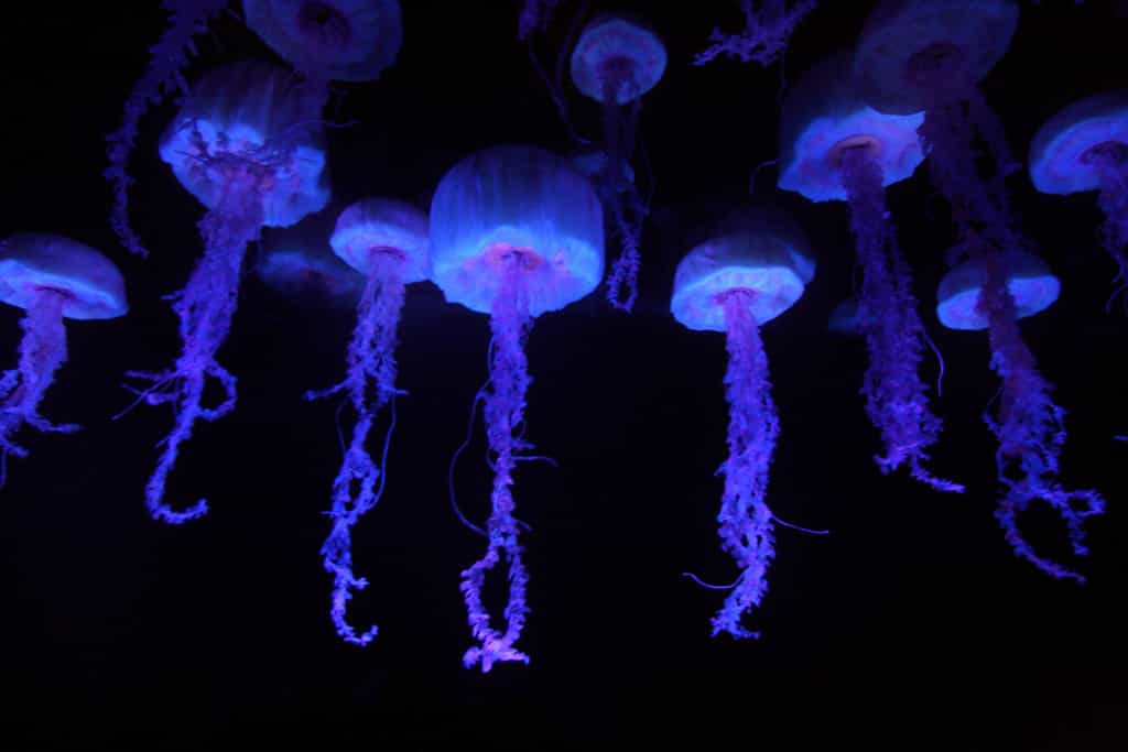 Les méduses comptent parmi les plus célèbres représentants des cnidaires. © Sam Howzit, Flickr, cc by 2.0