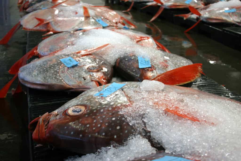 Les «&nbsp;opah&nbsp;», des prédateurs marins du genre Lampris, vivent en profondeur dans les océans. Ces poissons sont appréciés par les amateurs de sushis et de sashimis, mais savent-ils qu’ils accumulent plus de mercure que les espèces se nourrissant à proximité de la surface&nbsp;?&nbsp;©&nbsp;C. Anela Choy