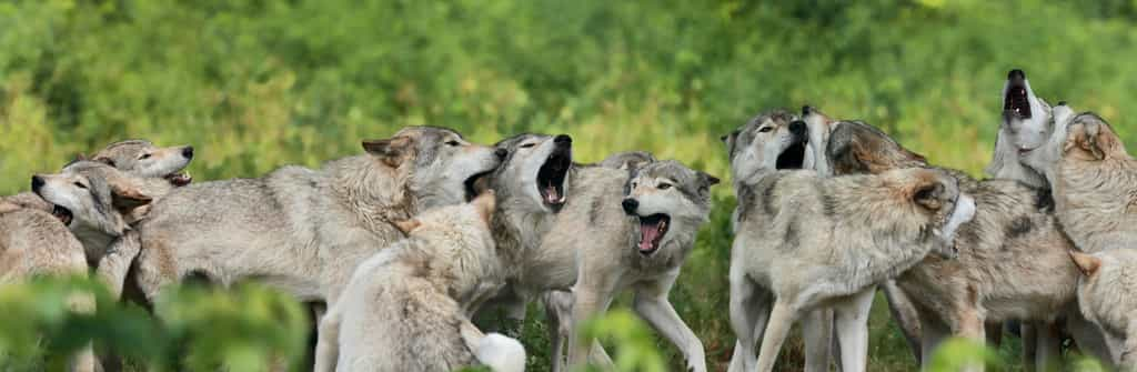 Le loup, qui vit en meute sur un territoire donné, est capable d’en coloniser de nouveaux : un facteur à prendre en compte lors des tirs de défense ou de prélèvement, qui risquent d’éclater la meute et disperser des individus. © Karlumbriaco, Adobe Stock