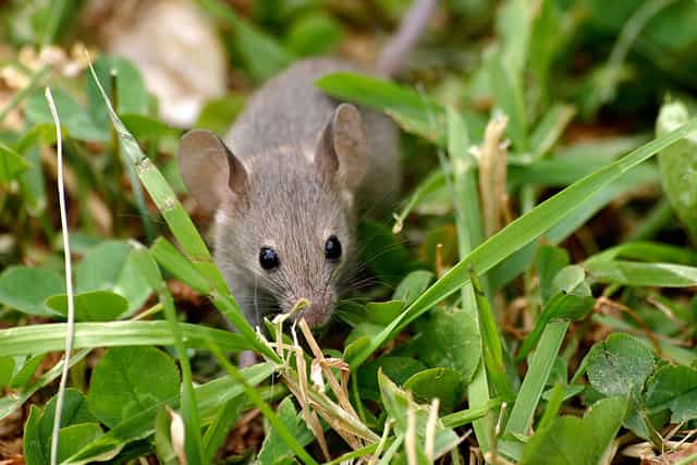 Les chercheurs ont pu étudier avec précision les vocalises amoureuses des souris mâles et femelles, jusqu'à présent imperceptibles, grâce à un logiciel spécifique appelé Muse (de l'anglais, Mouse Ultrasonic Source Estimation qui signifie Estimation de la source d'ultrasons de souris). © Mark Bray, Flickr, CC by 2.0