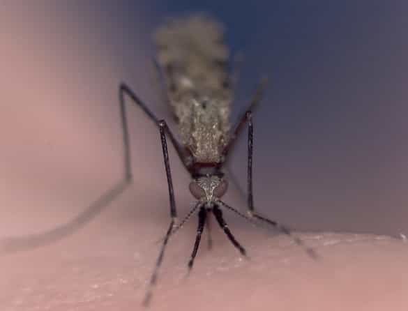 Le moustique-tigre, vecteur du chikungunya, sévira peut-être en Métropole. Protégez-vous de ces insectes, particulièrement en fin de journée. © Institut Pasteur