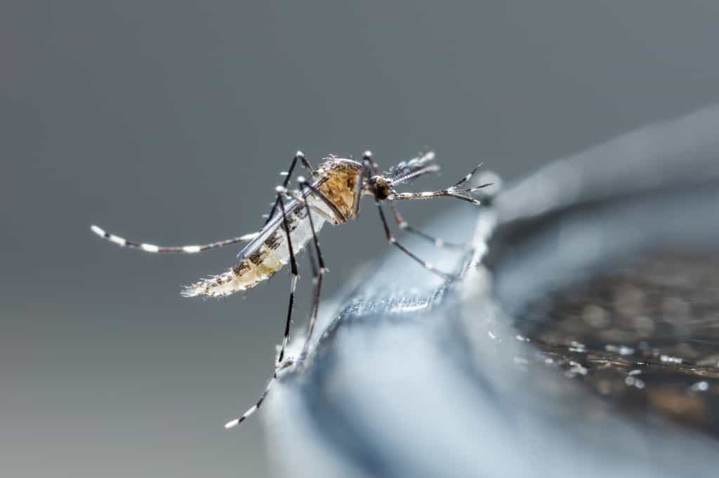 La dengue est transmise à l’Homme par le moustique tigre lors d’un repas sanguin. © smuay, Adobe Stock