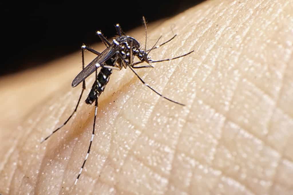 Le moustique tigre transmet plusieurs maladies virales. © AbelBrata, IStock.com 