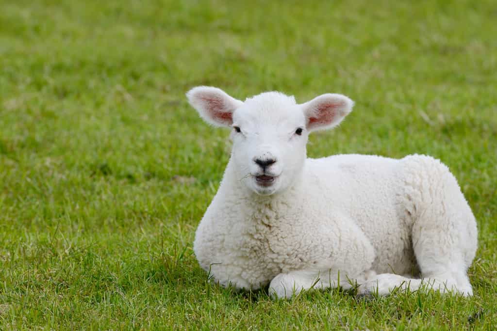Un hybride homme-mouton pour fabriquer des organes humains, est-ce une bonne idée ? © Carola Schubbel, Fotolia