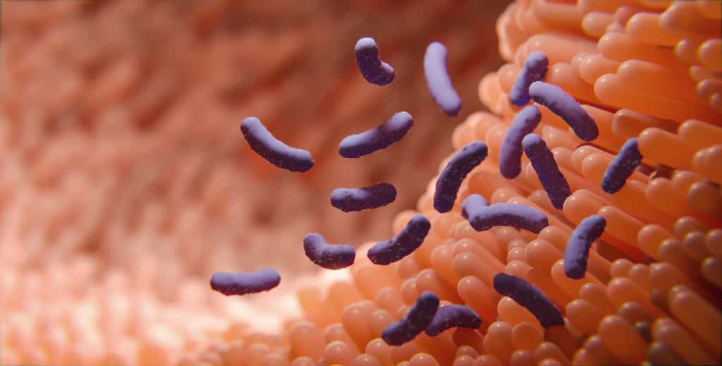 Le microbiote intestinal, ou flore intestinale, est un ensemble de bactéries, de virus, de parasites et de champignons non pathogènes qui tapissent l’estomac, l’intestin grêle et le colon.&nbsp;© merklicht.de, Adobe Stock