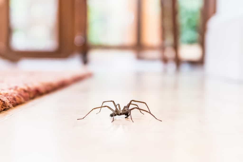 Les araignées de maison nous aident à éliminer naturellement toutes sortes d’insectes indésirables. Il ne faut donc pas les tuer ! © cbckchristine, fotolia