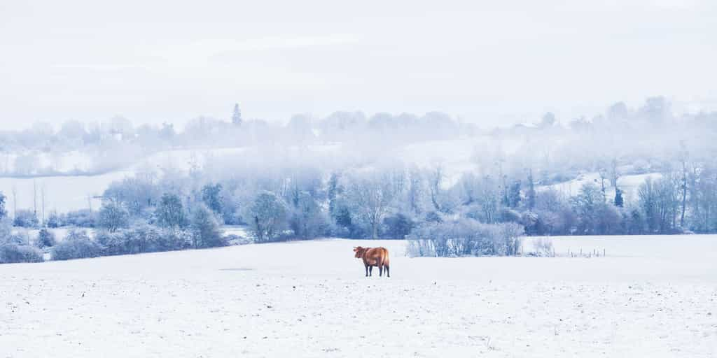 La Normandie a été recouverte de neige ce jeudi matin, en particulier le Calvados. © lucienvatynan, Adobe Stock