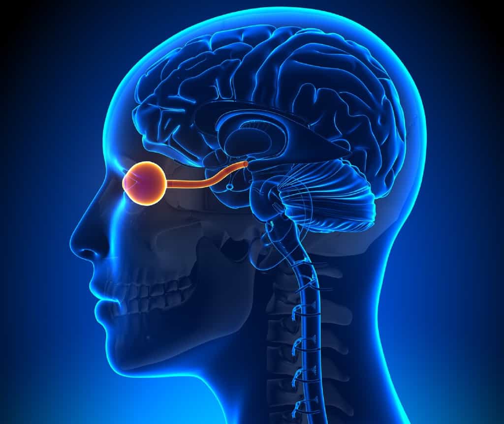 Le nerf optique envoie des informations visuelles au cerveau. © decade3d, Fotolia