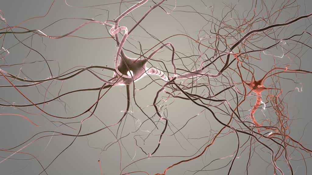 Le neurone bipolaire a un prolongement afférent (dendrite) et un prolongement efférent (axone). © whitehoune, Fotolia
