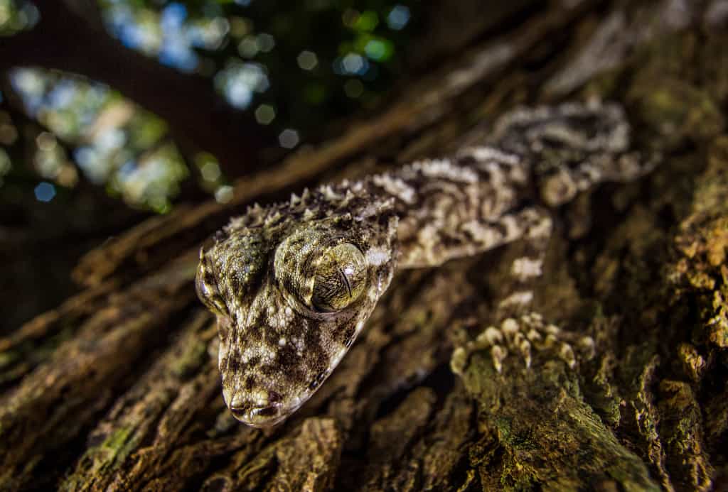 Le gecko Saltuarius eximius a été découvert le 21 mars 2013 sur un plateau de la chaîne de montagnes Cape Melville, à 500 m d'altitude (Australie). © Tim Laman, National Geographic, nc nd