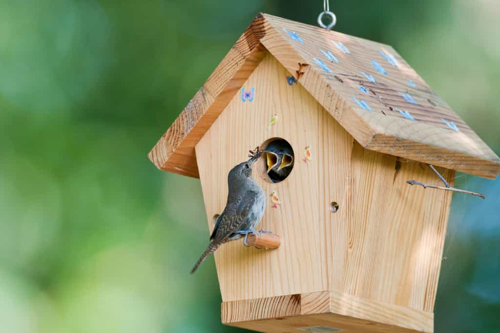 Risquez-vous une amende en installant un nichoir dans votre jardin ? © northforklight, iStock