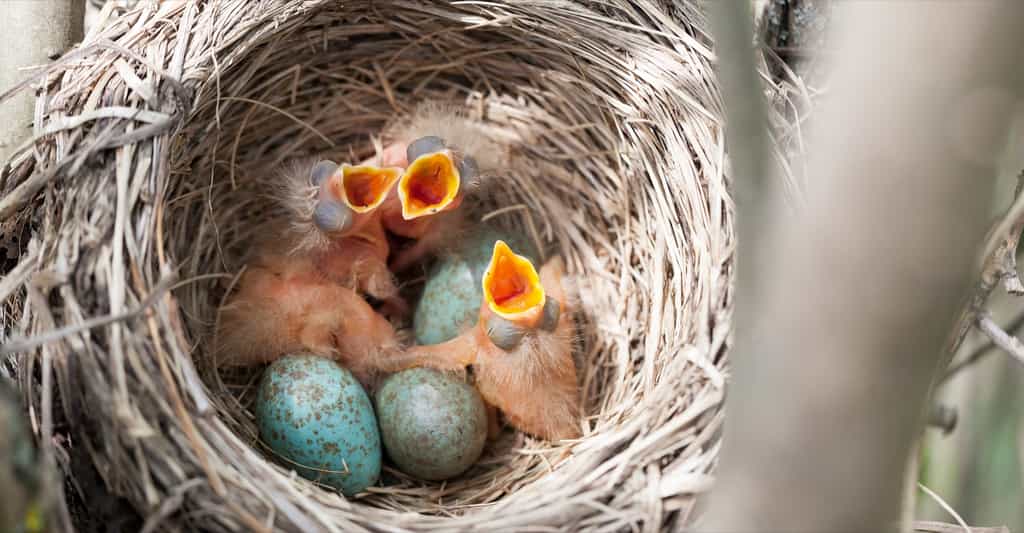 Un oisillon peut tomber du nid, parce qu’il a été poussé ou parce qu’il a voulu partir en exploration. © Vishnevskiy Vasily, Shutterstock